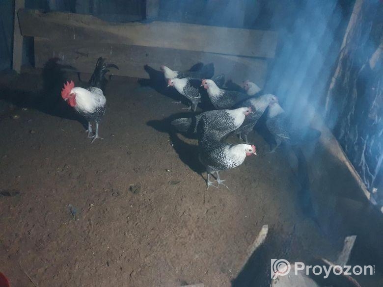 মিশরী ফাওমি মুরগির বিজ ডিম