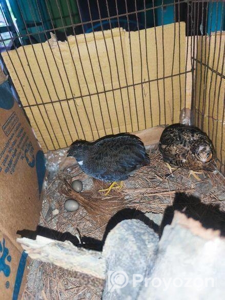 ১ জোড়া রানিং কিং কয়েল।