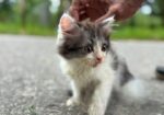 High quality mixed persian