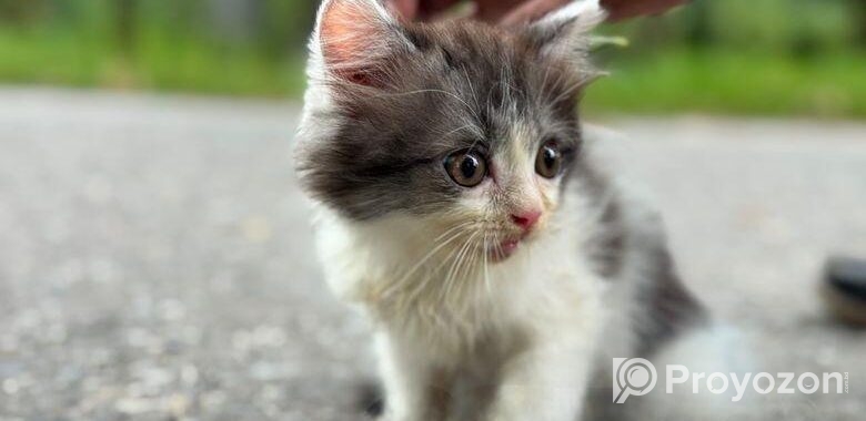 High quality mixed persian