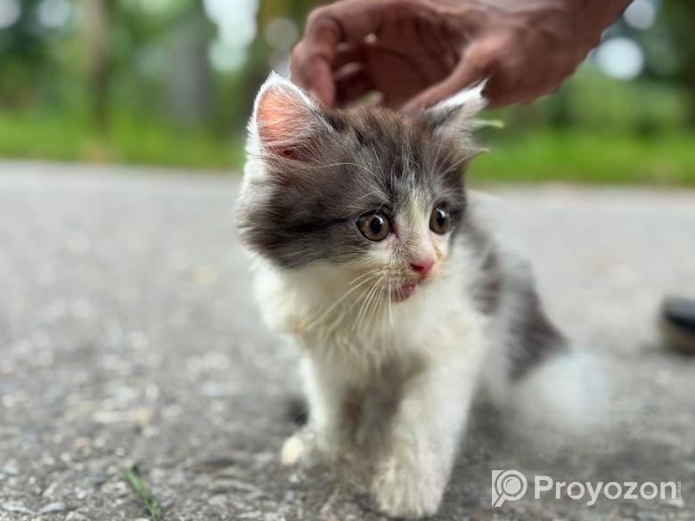 High quality mixed persian