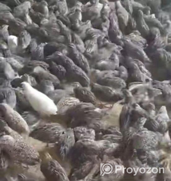 কোয়েল পাখি