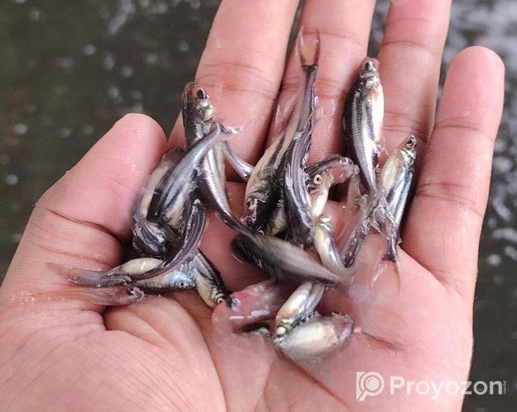 মাছের পোনা সরাসরি হ্যাচারি থেকে ডেলিভারি