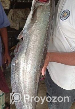 হাওরের বোয়াল মাছ