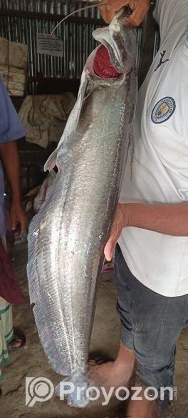 হাওরের বোয়াল মাছ