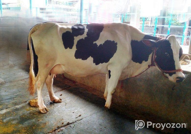 মুন্ডি বিক্রি (২৭নং গাভী)