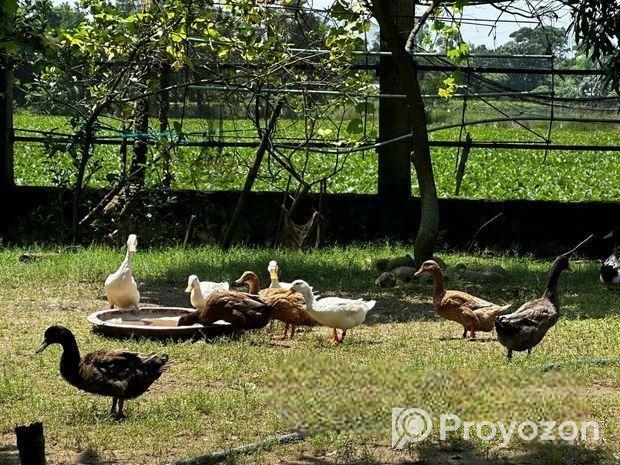 জমি বিক্রয় হবে – ইছর কান্দি-গাজীপুর – (IUT থেকে মা