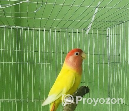 Lovebird lutino red head opaline