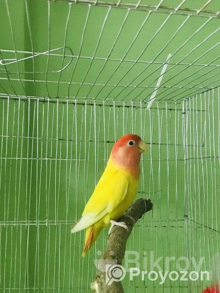 Lovebird lutino red head opaline