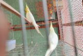 100% Breeding Pair