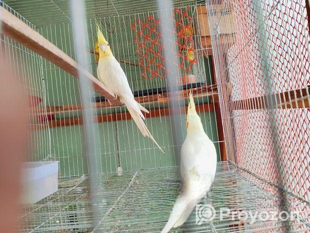 100% Breeding Pair