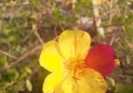 ফুল গাছের চারা