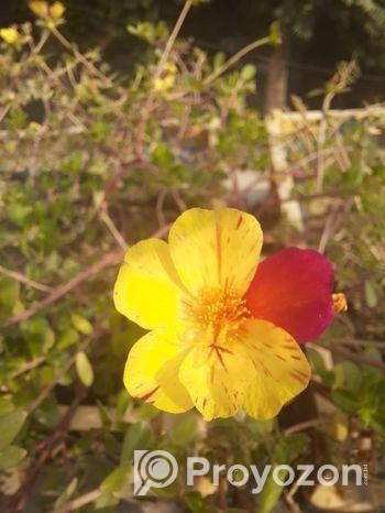 ফুল গাছের চারা