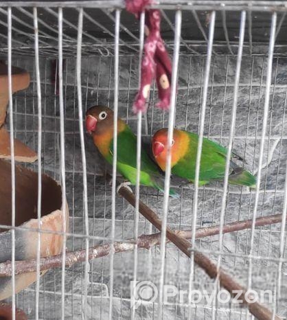 ২ জোড়া লাভবার্ড সেল হবে