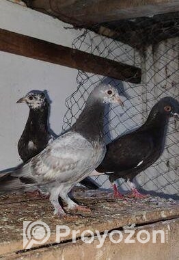 giribaz kobutor sale