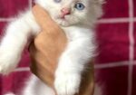 Traditional Persian Kitten