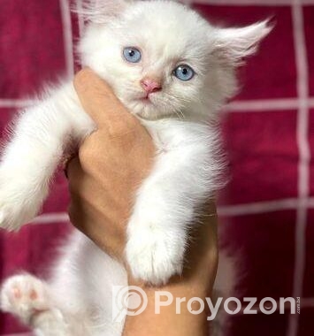 Traditional Persian Kitten
