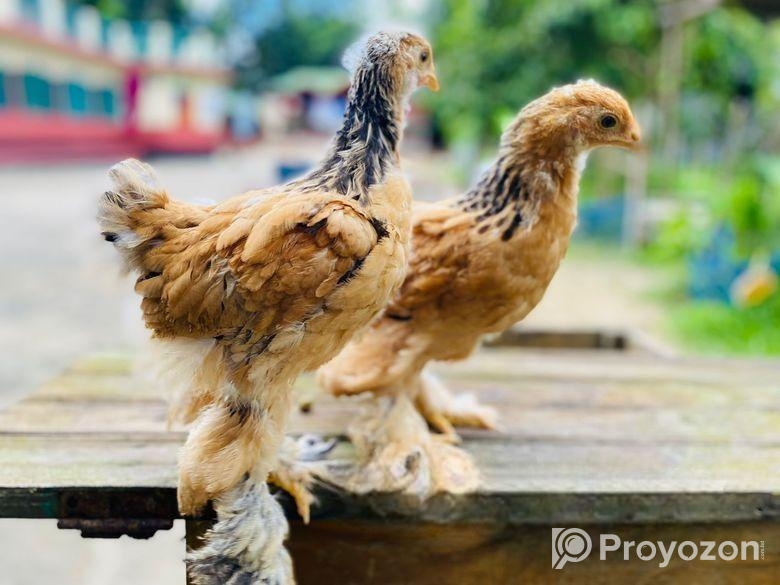 মুরগি ব্রাহমা বাচ্চা বিক্রয় হবে