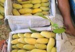 ব্যানানা আম বিক্রি হবে