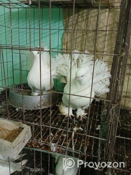 লক্ষা কবুতর