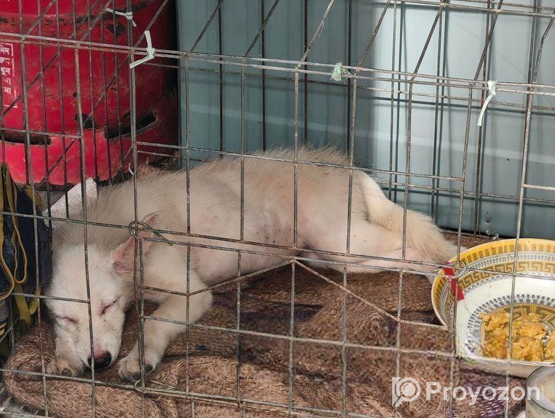 জার্মান স্পিস বিক্রি হয়