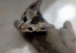 cat adoption