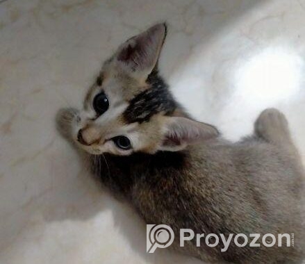 cat adoption