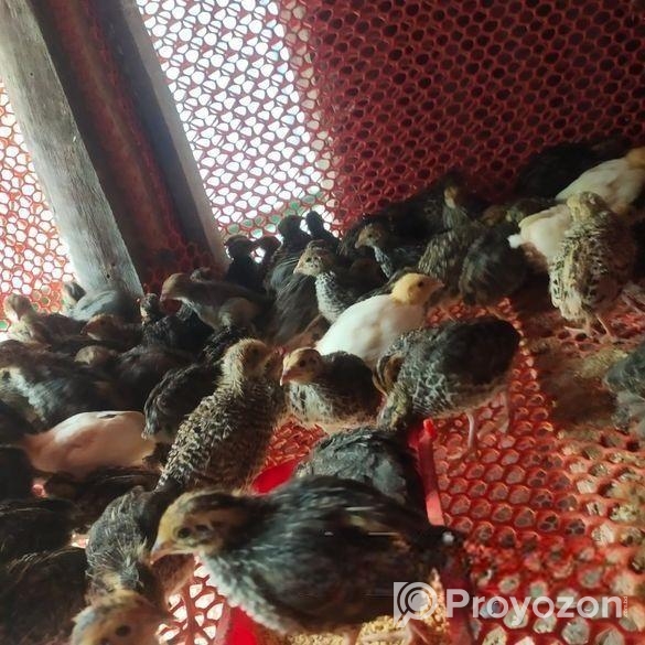 ১৫ দিন বয়সের কোয়েল পাখি বিক্রি হবে