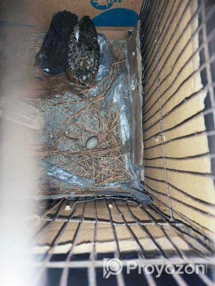 ১ জোড়া রানিং কিং কয়েল।