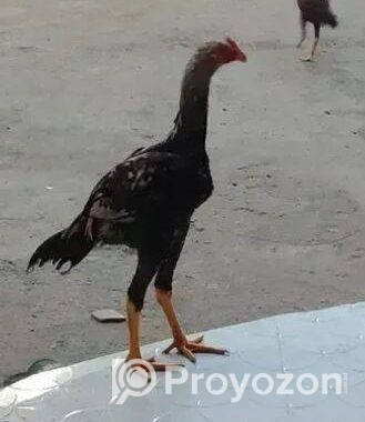 আসিল মোরগ