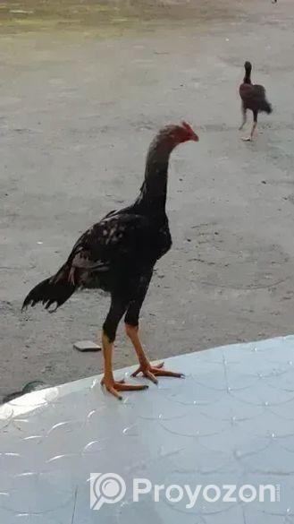 আসিল মোরগ