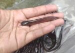 মাছের পোনা সরাসরি হ্যাচারি থেকে ডেলিভারি