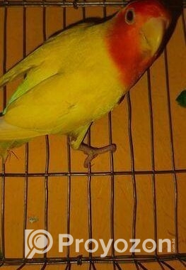 Love Bird