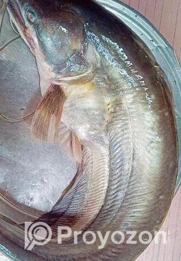 হাওরের বোয়াল মাছ