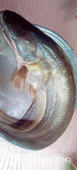 হাওরের বোয়াল মাছ