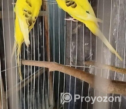 নিউ আ্যডাল্ট পাইড বাজারিগার পাখি সেল
