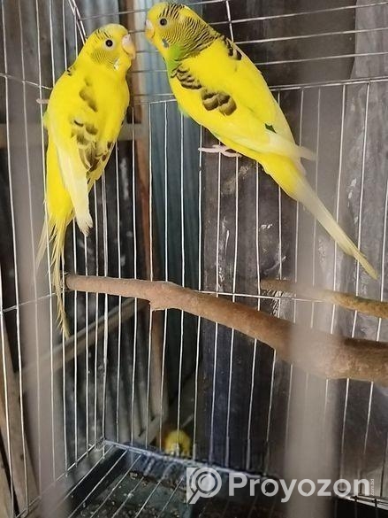 নিউ আ্যডাল্ট পাইড বাজারিগার পাখি সেল