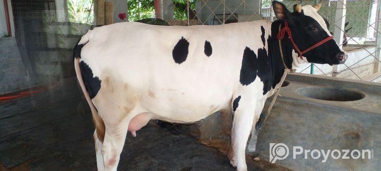 ৭১নং গ্যারান্টি সহ গাভী কিনুন।