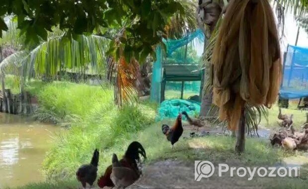 জমি বিক্রয় হবে – ইছর কান্দি-গাজীপুর – (IUT থেকে মা