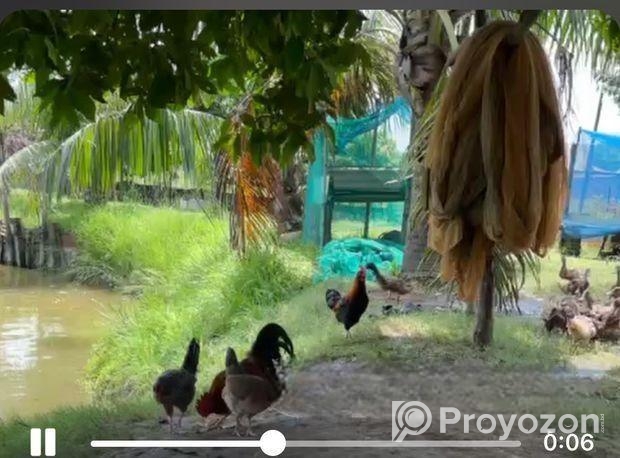 জমি বিক্রয় হবে – ইছর কান্দি-গাজীপুর – (IUT থেকে মা