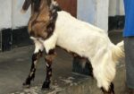 ৮টি উন্নত জাতের ছাগল