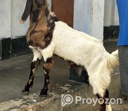 ৮টি উন্নত জাতের ছাগল