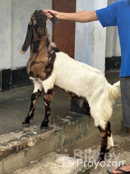 ৮টি উন্নত জাতের ছাগল