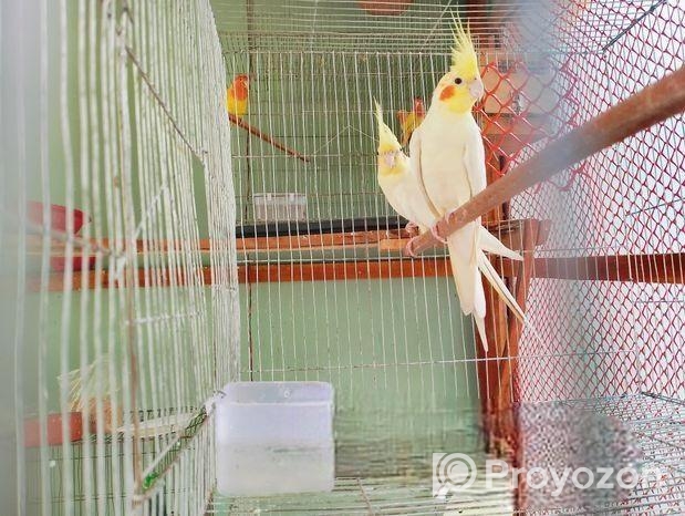 100% Breeding Pair