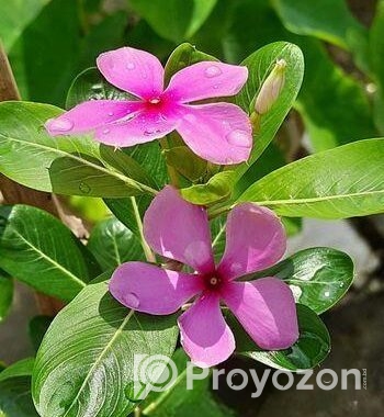 ফুল গাছের চারা
