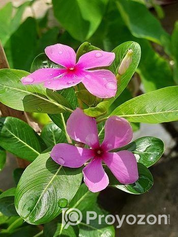 ফুল গাছের চারা