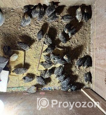 হাইব্রিড জাম্বু কোয়েল পাখির ১৫ দিনের বাচ্চা বিক্রি