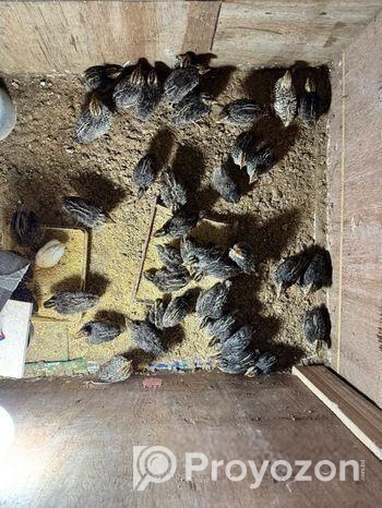 হাইব্রিড জাম্বু কোয়েল পাখির ১৫ দিনের বাচ্চা বিক্রি