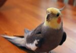 Cockatiel male pakhi