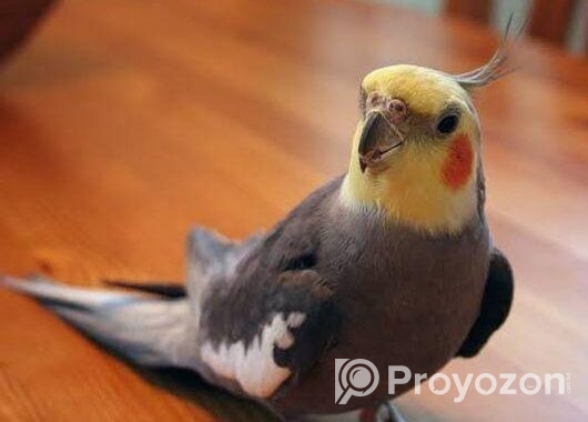 Cockatiel male pakhi
